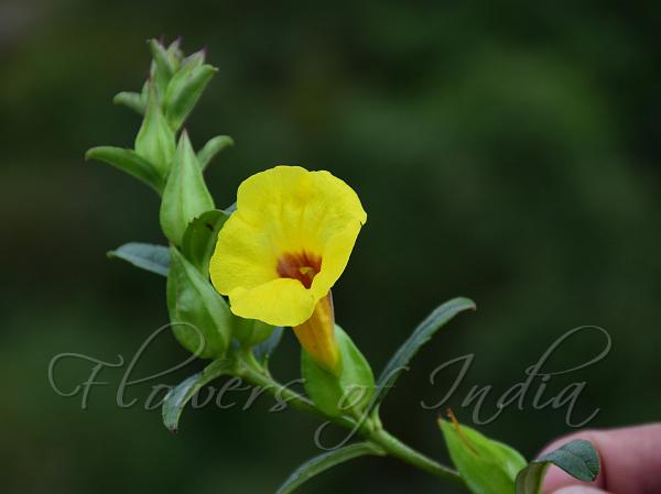 Large Spur-Anther Flower